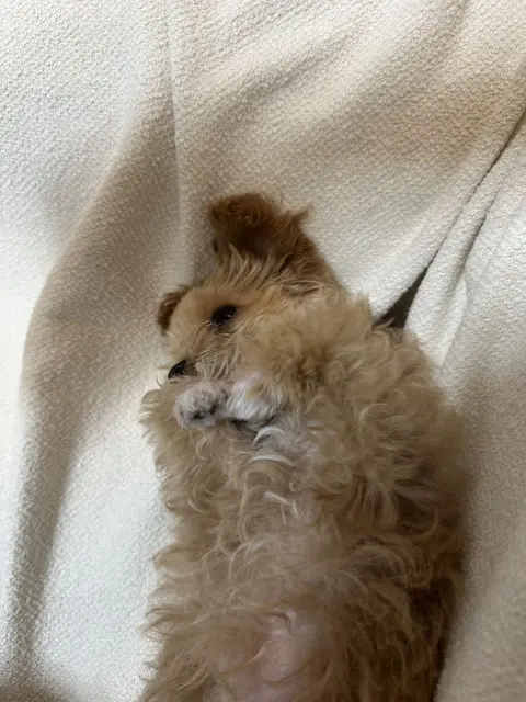 따뜻한 담요 속에서 편히 쉬는 찹쌀이의 모습이 정말 귀엽네요.