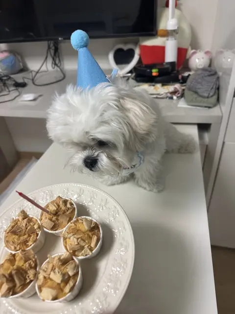 찹쌀이가 생일 파티 모자를 쓰고 맛있는 간식을 앞에 두고 행복해하는 소중한 순간입니다.