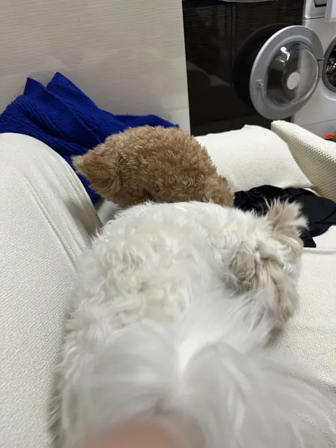 설탕이와 찹쌀이가 함께 포근하게 낮잠을 자고 있어요.