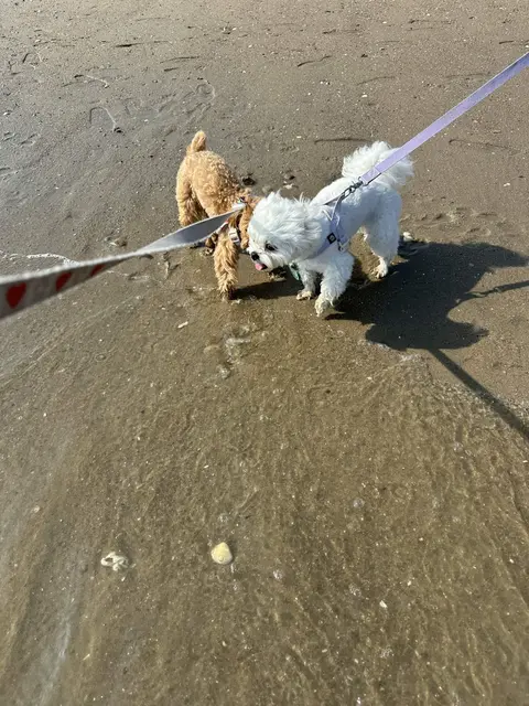 바닷가 모래사장에서 설탕이랑 찹쌀이가 나란히 산책하며 바다 냄새를 킁킁 맡는 중이야.