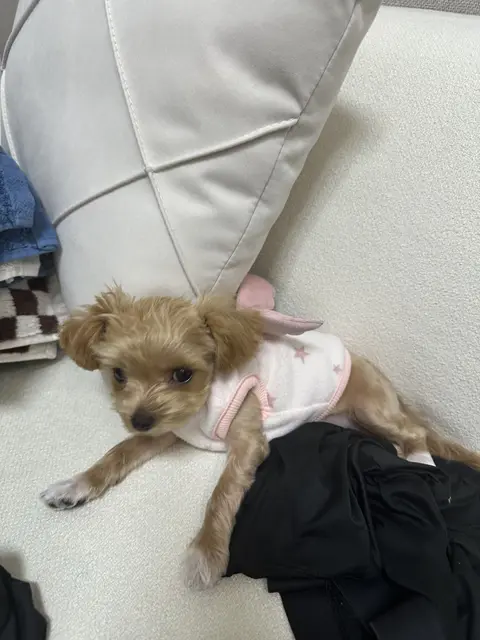 분홍 옷을 입고 포근하게 누워있는 사랑스러운 설탕이