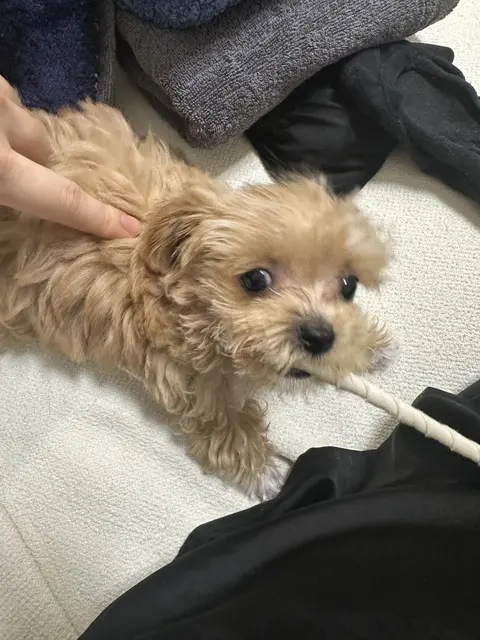 따뜻한 손길과 함께 장난감을 즐기는 설탕이의 행복한 순간.