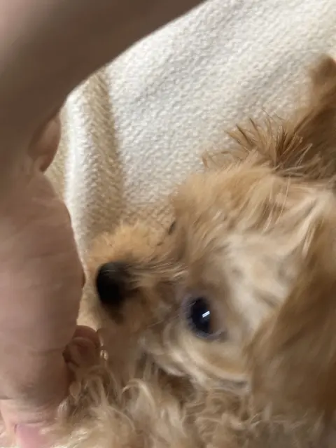 따뜻한 품에 안겨 행복해 보이는 찹쌀이의 소중한 순간