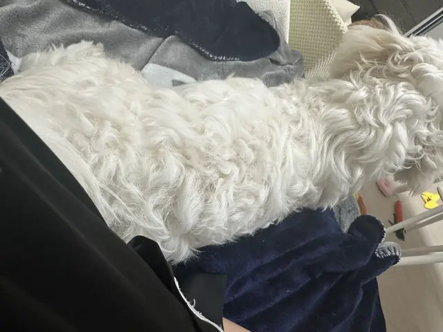 무릎 위에서 따뜻하게 낮잠을 자고 있는 찹쌀이가 참 행복해 보여요.