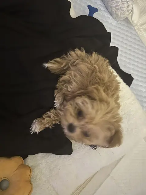 따뜻한 옆에서 편히 쉬고 있는 우리 강아지의 모습이 정겹고 사랑스럽네요.