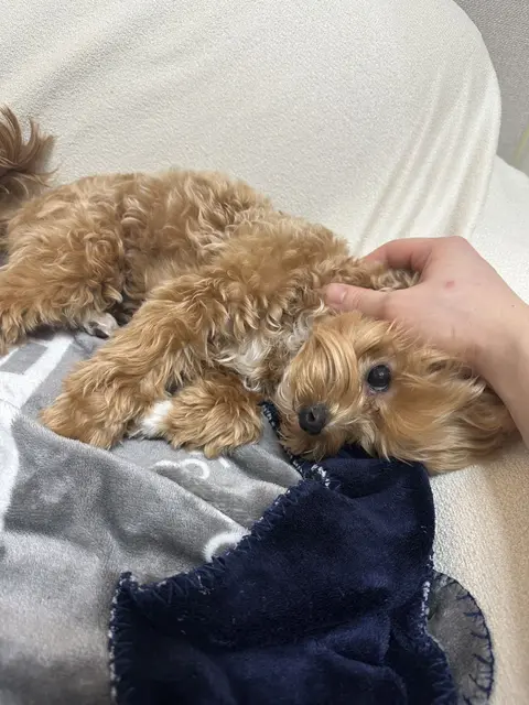 따뜻한 손으로 사랑받는 설탕이의 행복한 순간