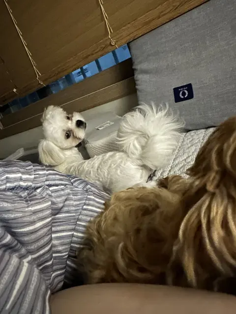 설탕이와 찹쌀이가 함께 포근한 침대에서 낮잠을 자는 행복한 순간이네요.