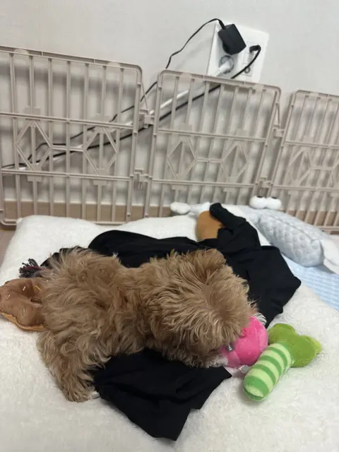 설탕이가 알록달록한 장난감들과 함께 편하게 누워 쉬고 있네요.