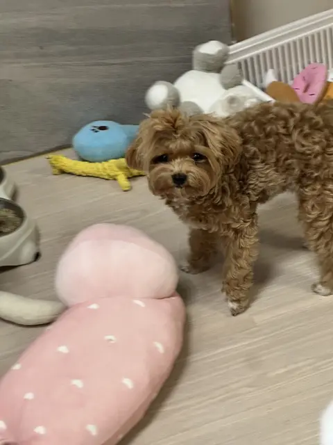 갈색 설탕이와 흰색 찹쌀이가 함께 장난감으로 행복한 시간을 보내고 있네요