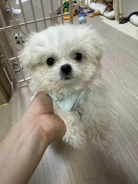 찹쌀이가 손에 안겨서 까만 눈동자로 바라보는 사랑스러운 순간이에요.