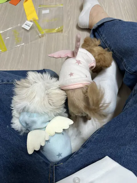 설탕이와 찹쌀이가 함께 무릎에 안겨 따뜻한 시간을 보내고 있어요.