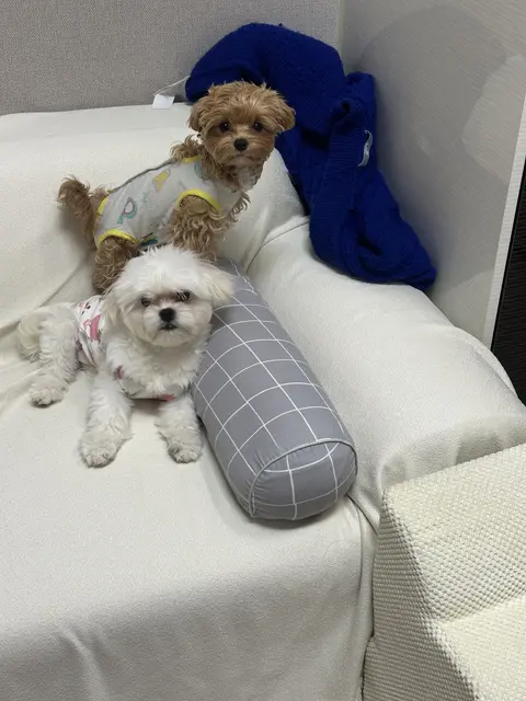 설탕이와 찹쌀이가 소파에서 나란히 편하게 쉬는 따뜻한 순간이네요.