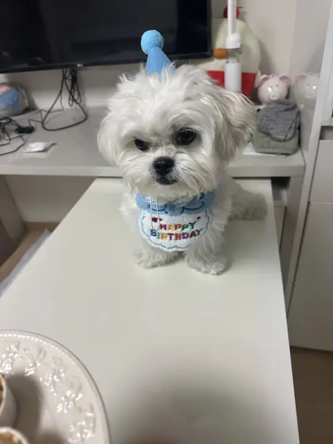 생일을 맞이한 찹쌀이의 특별한 순간을 담은 따뜻한 기억
