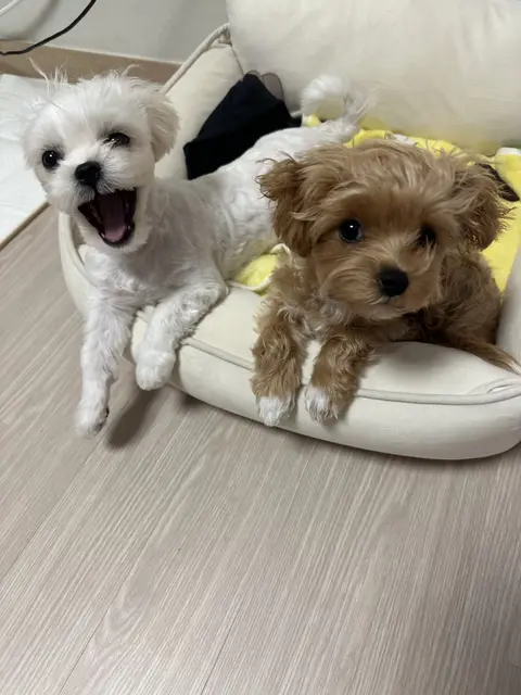 두 친구가 함께하는 따뜻한 시간이 정말 사랑스럽네요.
