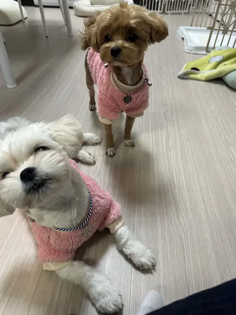 설탕이와 찹쌀이가 분홍 옷을 맞춰 입고 따뜻한 시간을 함께 보내고 있네요
