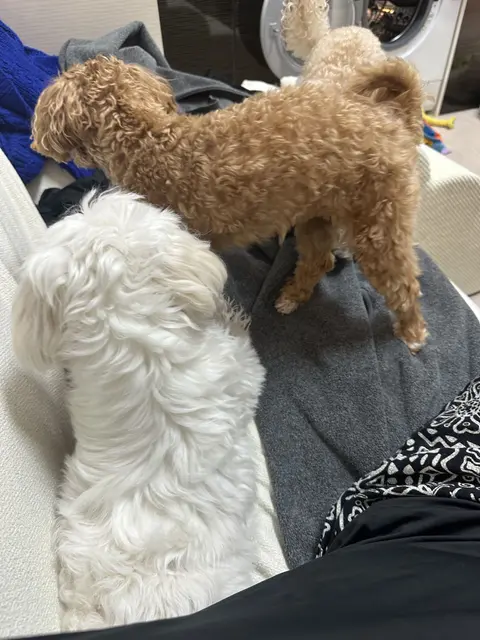 두 아기들이 무릎에 나란히 안겨 따뜻한 시간을 함께 보내고 있어요.