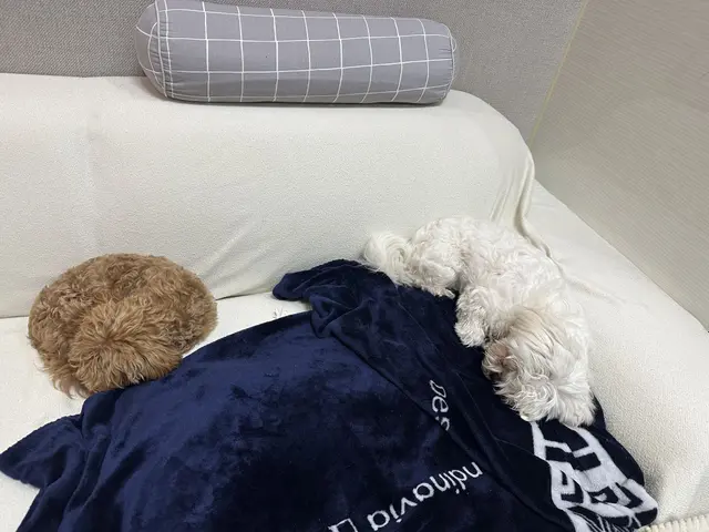 침대에서 편하게 쉬고 있는 우리 아이들의 모습이 정말 따뜻하고 사랑스럽네요.