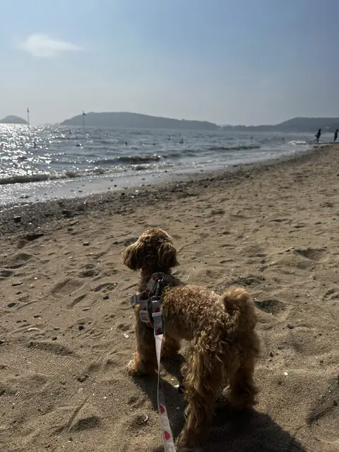 설탕이가 바닷바람을 맞으며 반짝이는 파도를 바라보고 있어요.
