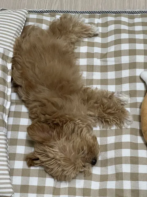 달콤한 설탕이가 폭신한 담요 위에서 평화로운 낮잠을 즐기고 있네요.
