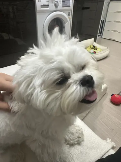 목욕 시간을 기다리는 찹쌀이의 순수한 미소가 정말 사랑스럽네요.