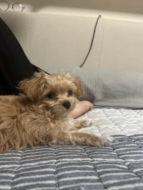 따뜻한 손길과 함께 편안하게 쉬는 설탕이의 모습이 정말 사랑스러워요.