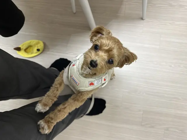 설탕이가 노란 장난감을 들었어요
