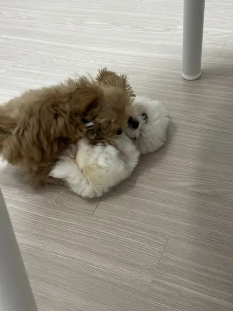 설탕이와 찹쌀이가 나란히 앉아 함께하는 따뜻한 순간이에요.