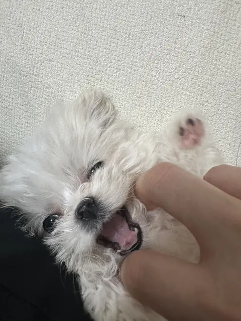 찹쌀이가 손가락을 재미있게 물며 함께하는 시간이 참 소중하네요.
