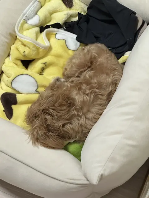 설탕이가 편하게 누워 따뜻한 포근함을 누리고 있네요.