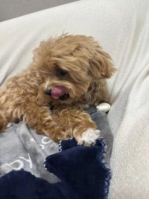혀를 쏙 내밀고 편안하게 누워있는 설탕이의 모습이 참 사랑스럽네요.