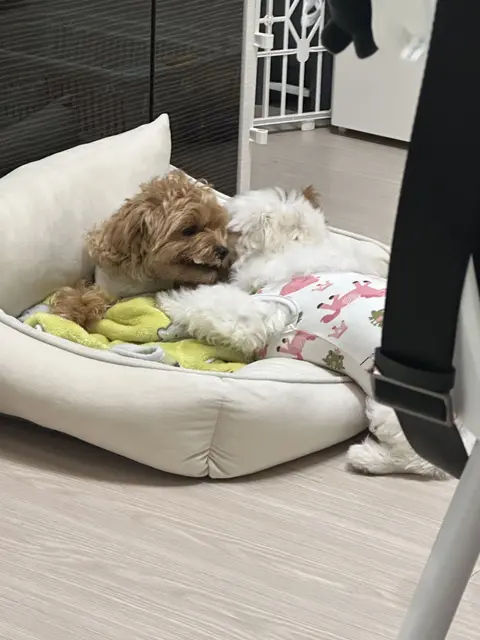 설탕이와 찹쌀이가 포근한 침대에서 함께 편히 낮잠을 자고 있어요.