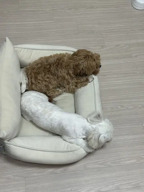 설탕이와 찹쌀이가 하얀 쿠션에서 함께 포근하게 낮잠을 자고 있네요.