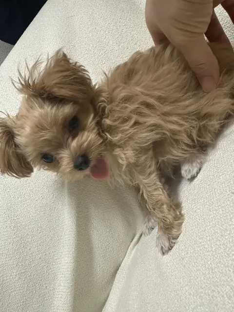 설탕이가 편안하게 누워 손길을 받으며 쉬는 모습이 정말 행복해 보여요.
