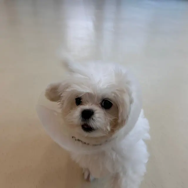 하얀 털이 소복한 찹쌀이가 까만 눈동자로 바라보는 모습이 참 사랑스러워요.