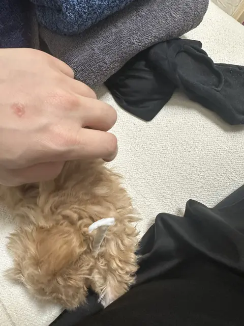 따뜻한 손길로 사랑스럽게 어루만져지며 평온한 시간을 보내는 귀여운 말티푸의 행복한 순간입니다.