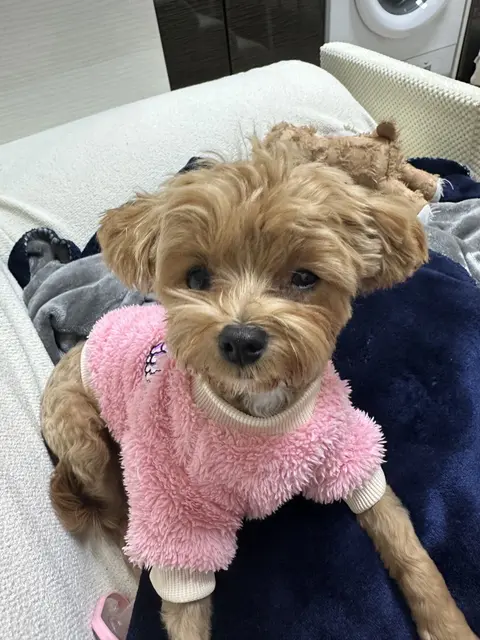 목욕 후 분홍옷을 입고 포근한 침대에서 행복해하는 설탕이의 모습이 참 사랑스럽네요.