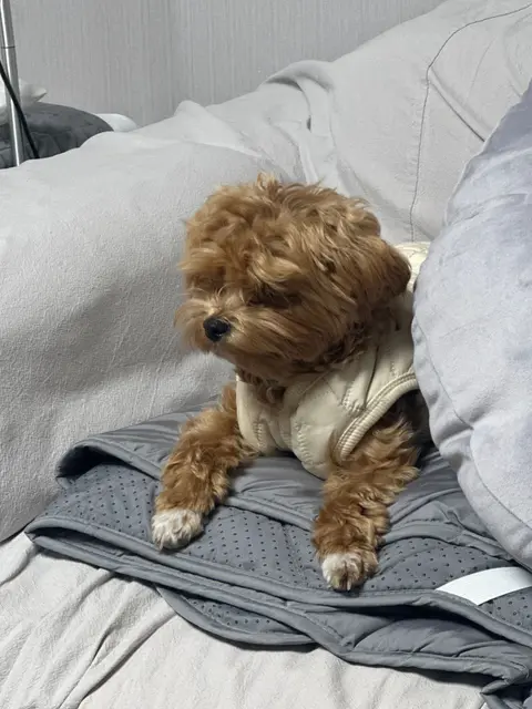 침대의 부드러운 담요 사이에서 편하게 낮잠을 자는 설탕이의 모습입니다.