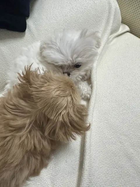 할멈과 손주가 함께 포근한 낮잠을 자며 깊은 사랑을 나누고 있네요.