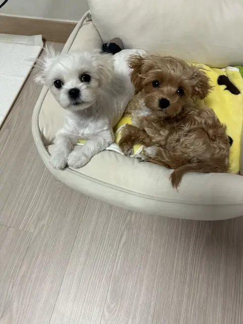 따뜻한 침대에서 포근하게 함께 쉬고 있는 모습이 참 예뻐요.