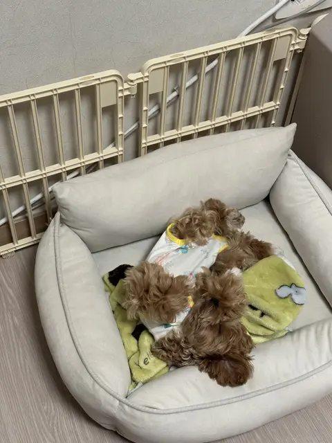 침대에서 장난감과 함께 편안하게 쉬고 있는 따뜻한 순간