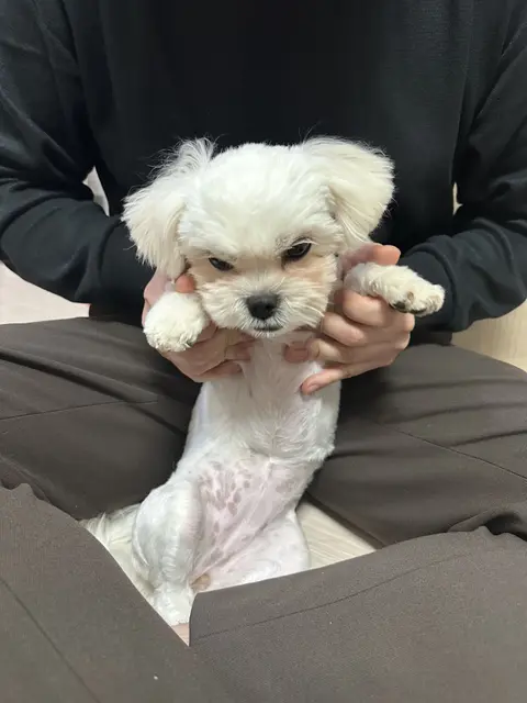 따뜻한 손길 속에서 편안하게 휴식 중인 찹쌀이의 소중한 순간