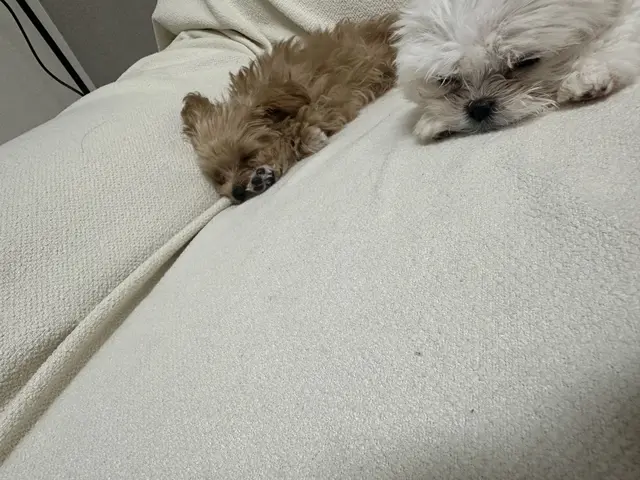 침대에서 나란히 함께 낮잠을 자며 편안함을 나누고 있는 아이들의 따뜻한 순간이네요.