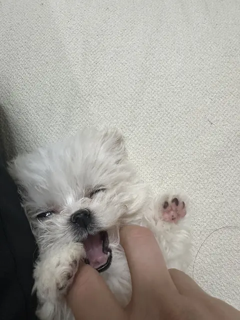 포근한 팔 안에서 행복하게 웃는 찹쌀이의 사랑스러운 모습이에요.