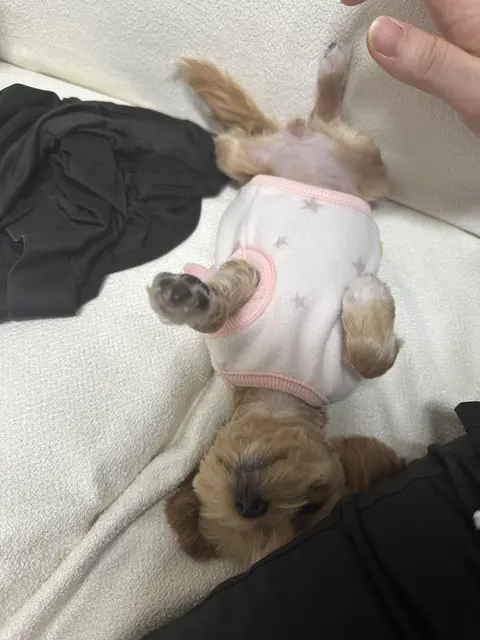 설탕이와 찹쌀이가 함께 편안한 낮잠 시간을 보내고 있는 사랑스러운 모습이에요.