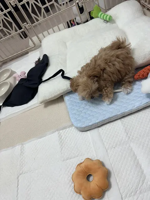 따뜻한 침대에서 편히 쉬고 있는 달콤한 설탕이의 하루