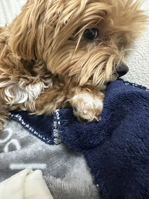 파란 옷을 입고 담요 위에서 편하게 낮잠 자는 설탕이가 정말 사랑스러워요.