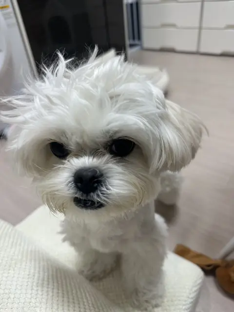 찹쌀이의 해맑은 미소가 마음을 훈훈하게 녹입니다.