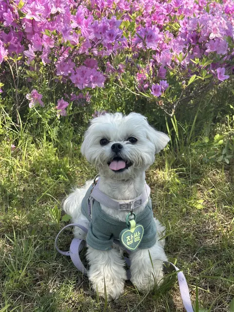 보라색 꽃밭에서 산책하며 행복하게 웃고 있는 찹쌀이의 모습이 따뜻하네요.
