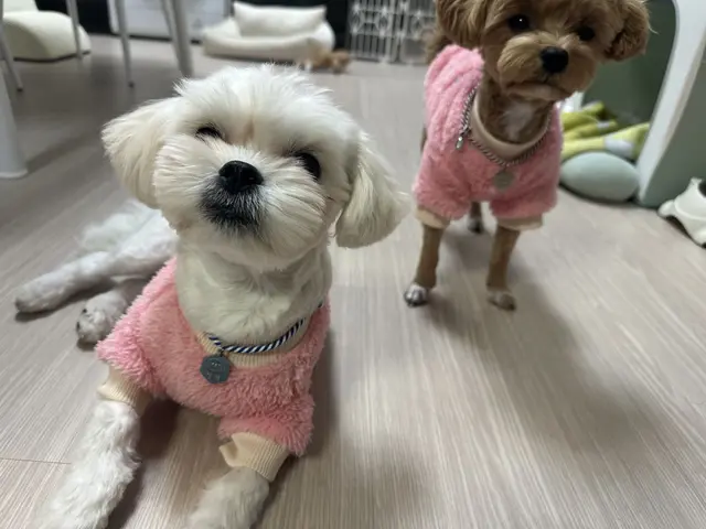 분홍색 옷을 입은 귀여운 두 친구의 아름다운 순간이에요.