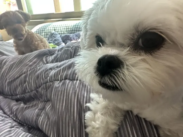 찹쌀이와 설탕이가 침대에서 나란히 편하게 쉬며 따뜻한 순간을 함께하고 있네요.
